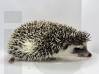 photo of hedgehog for sale