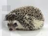 photo of hedgehog for sale