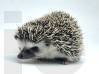 photo of hedgehog for sale