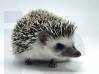 photo of hedgehog for sale