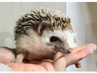 hedgehog photo