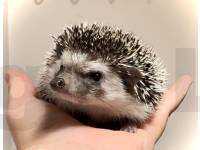 photo of hedgehog Deelah, for sale