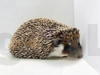 hedgehog photo