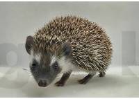 photo of hedgehog Blanche, for sale