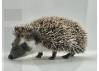 photo of hedgehog for sale