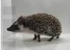 photo of hedgehog for sale