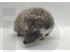 photo of hedgehog for sale