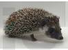 photo of hedgehog for sale