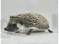 photo of hedgehog Betzy, for sale