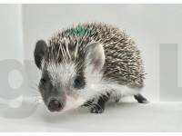 photo of hedgehog for sale