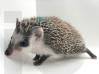 photo of hedgehog for sale