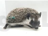 photo of hedgehog for sale