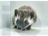 photo of hedgehog for sale