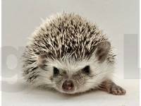 photo of hedgehog Dayla Jane, for sale