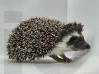 photo of hedgehog for sale