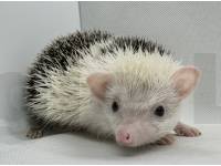 photo of hedgehog Davven, for sale