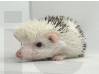 photo of hedgehog for sale