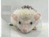 photo of hedgehog for sale