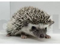 photo of hedgehog Deklin, for sale