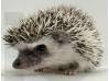 photo of hedgehog for sale