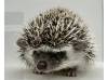 photo of hedgehog for sale