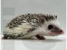 photo of hedgehog for sale