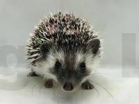 photo of hedgehog Layeesha, for sale