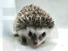 photo of hedgehog for sale