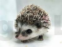 photo of hedgehog for sale