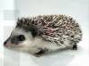 photo of hedgehog for sale