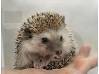 photo of hedgehog for sale