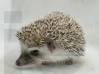 photo of hedgehog for sale