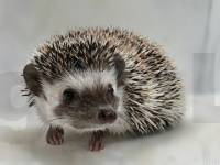 photo of hedgehog Donner, for sale