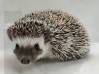 photo of hedgehog for sale