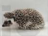 photo of hedgehog for sale