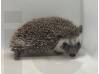 photo of hedgehog for sale