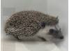 photo of hedgehog for sale