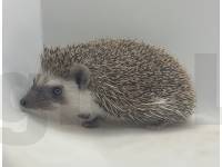 photo of hedgehog Barron, for sale