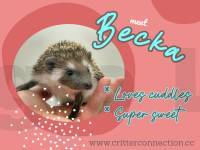 photo of hedgehog Becka, for sale