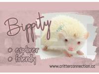 photo of hedgehog Bippity, for sale