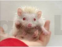 photo of hedgehog Carsun, for sale