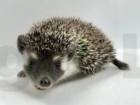 photo of hedgehog Cashton, for sale