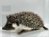 photo of hedgehog for sale