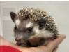 photo of hedgehog for sale