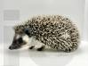 photo of hedgehog for sale