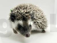 photo of hedgehog Cassidy, for sale