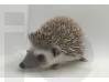 photo of hedgehog for sale