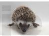 photo of hedgehog for sale