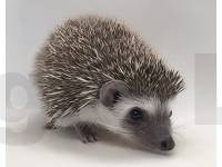 photo of hedgehog Dacko, for sale