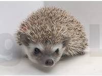 hedgehog photo